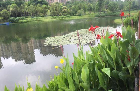 黑臭水體怎么處理？農村黑臭水體治理方案