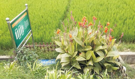 農(nóng)村環(huán)境綜合整治找哪家公司好? 農(nóng)村環(huán)境綜合整治找哪家公司好?