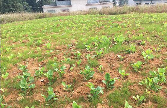 農村環境治理后期如何管理? 農村環境治理后期如何管理?